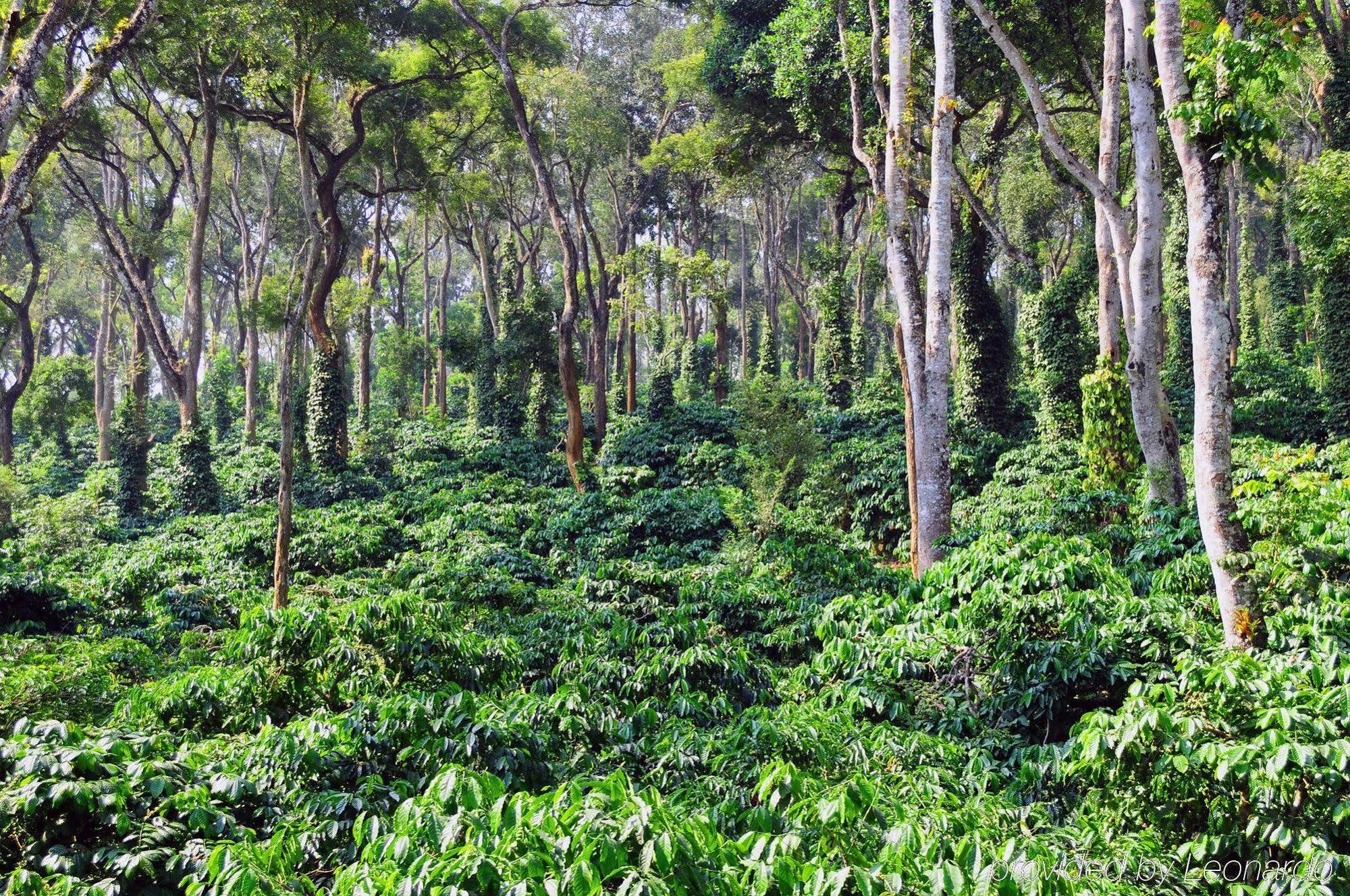 Evolve Back Coorg Hotel Hasszan Kültér fotó